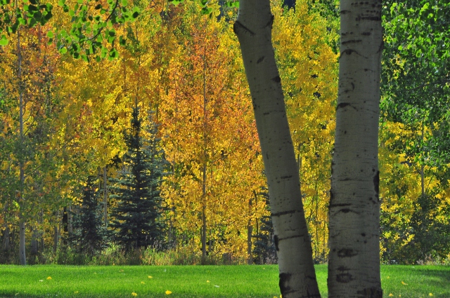 aspen trunks closeup